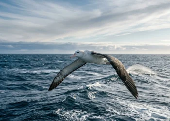 Aprenda com o albatroz agora e avance sem desperdiciar energia