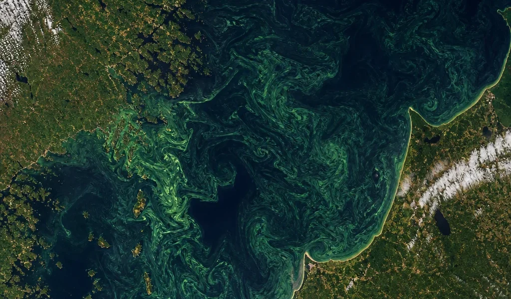Florações de algas que coloriam o Mar Báltico e revelavam segredos do oceano