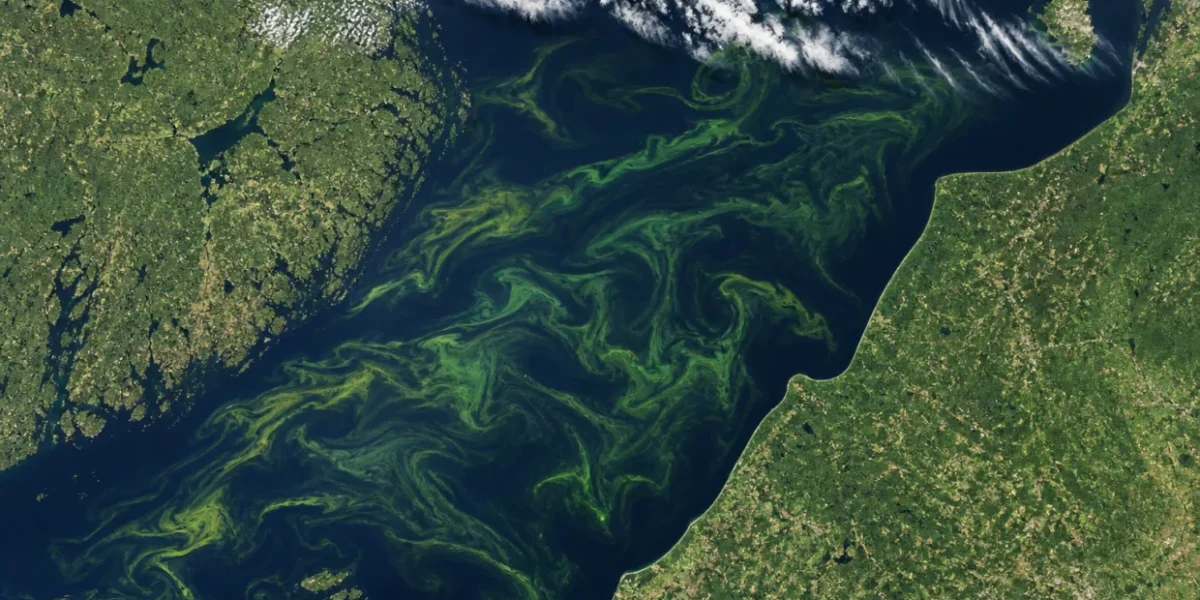 O Mar Báltico ficou verde em junho e a imagem de satélite revelou um fenômeno que acontece todo verão