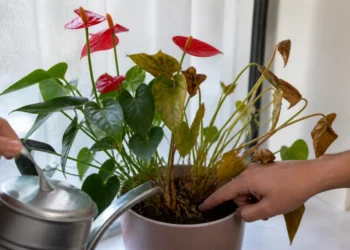 O que fazer quando o antúrio murcha ou não floresce?